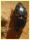 Carpophilus lugubris - dai 3 ai 4,5 mm. - Anzio - 20.10.2022 - trappola aerea banana, mela, birra - (4).JPG