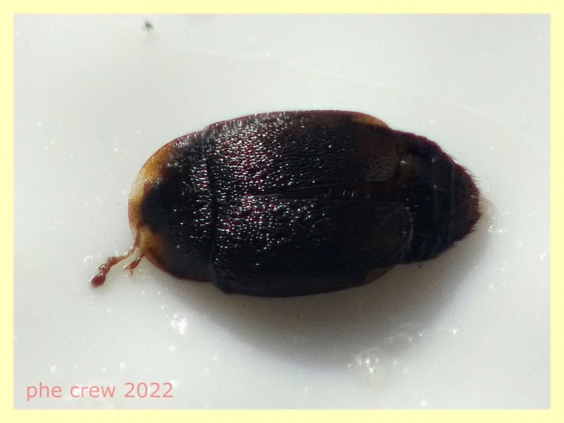 Nitidulidae piccolo 1,2 mm. - Anzio - 20.10.2022 - trappola aerea banana, mela, birra - (2).JPG