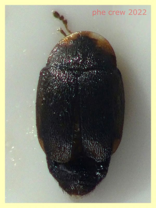 Nitidulidae piccolo 1,2 mm. - Anzio - 20.10.2022 - trappola aerea banana, mela, birra - (1).JPG