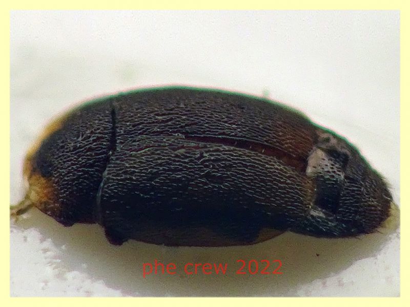 Nitidulidae piccolo 1,3 mm. - Anzio - 20.10.2022 - trappola aerea banana, mela, birra - (3).JPG