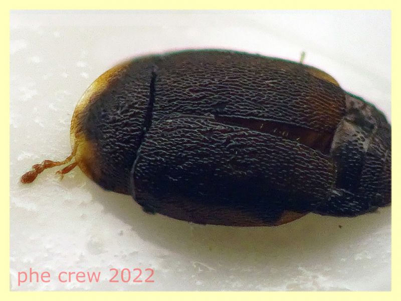 Nitidulidae piccolo 1,3 mm. - Anzio - 20.10.2022 - trappola aerea banana, mela, birra - (4).JPG