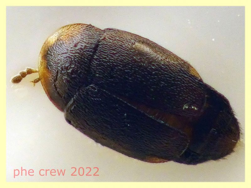 Nitidulidae piccolo 1,3 mm. - Anzio - 20.10.2022 - trappola aerea banana, mela, birra - (5).JPG