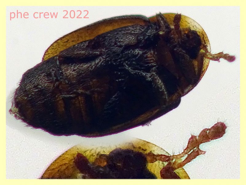 Nitidulidae piccolo 1,3 mm. - Anzio - 20.10.2022 - trappola aerea banana, mela, birra - (6).JPG