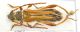 Stenopterus_mauritanicusIMG_0564_C00291.JPG