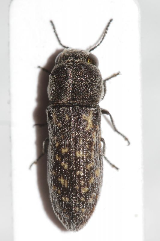 Buprestidae da ID1.JPG