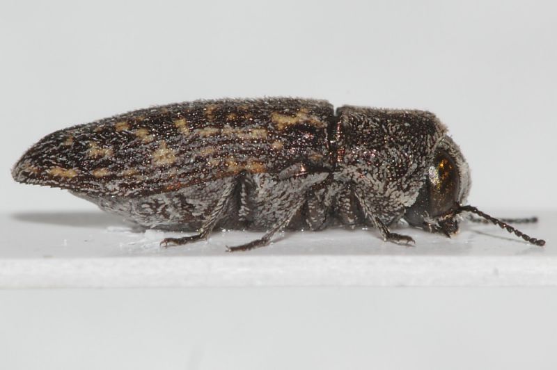 Buprestidae da ID2.JPG