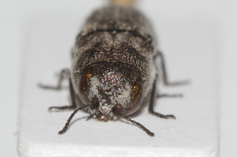 Buprestidae da ID3.JPG