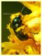 Chryptocephalus sp.  8.7.2022 - Trepalle - Sondrio circa 2100 m. s.l.m. - (6).JPG