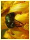 Chryptocephalus sp.  8.7.2022 - Trepalle - Sondrio circa 2100 m. s.l.m. - (5).JPG