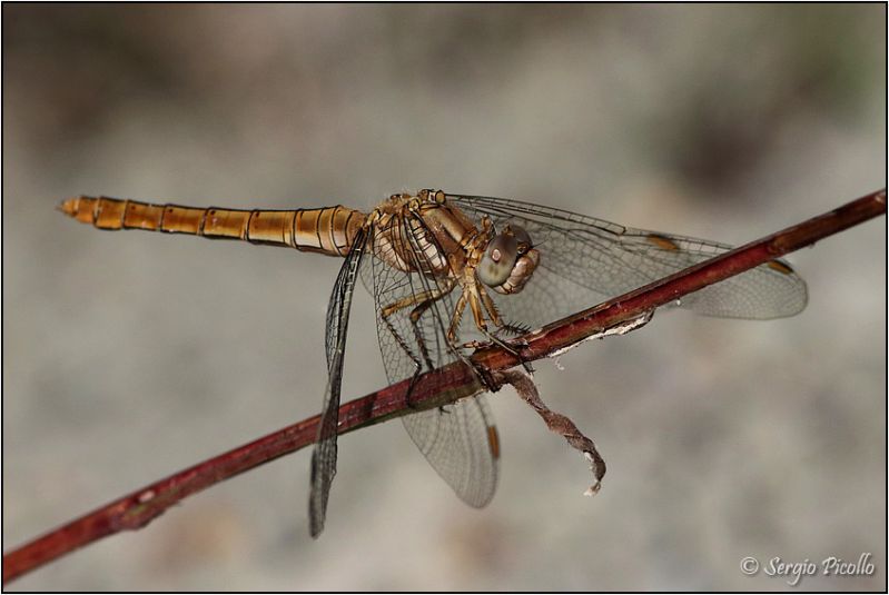 Sympetrum-meridionale-20200904-004-JMOGf.jpg