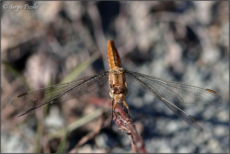 Sympetrum-meridionale-20200904-001-DPPOGf.jpg