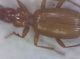 Boldoriella tedeschii ssp. tedeschii 2.png