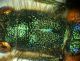 pronoto-Trichodes-sp-2.jpg