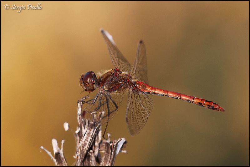 Sympetrum-468-JOGf.jpg