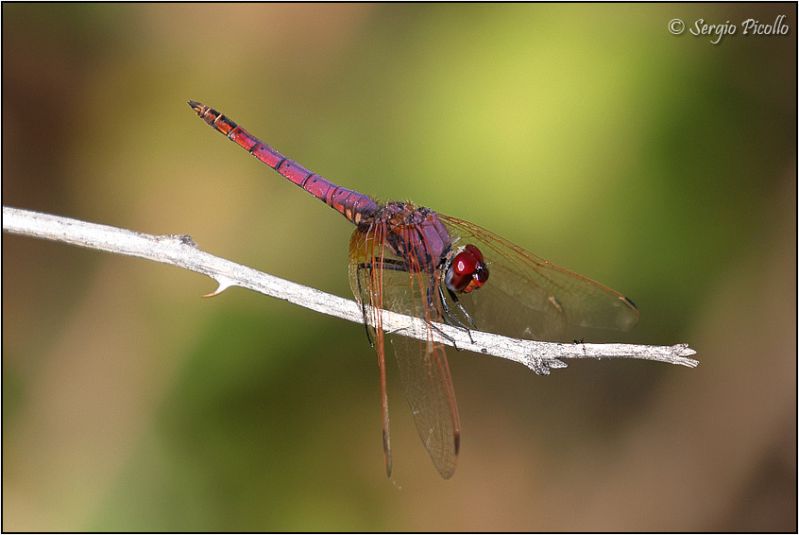 Trithemis-annulata-20221019-001-DPPOGf.jpg