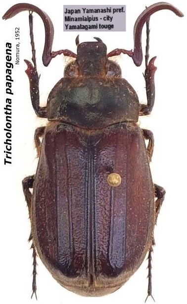 Tricholontha papagena Nomura, 1952.jpg