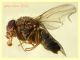 Drosophila repleta 3,2 mm. - Anzio - 20.10.2022 - trappola aerea banana, mela, birra - (6).JPG