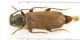 Tetropium_castaneumIMG_0554_C00281.JPG