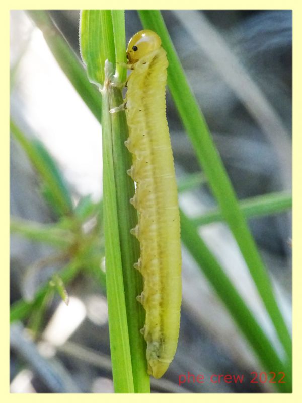 larva Ten. 8.7.2022  - Trepalle - Sondrio circa 2100 m. s.l.m. - (1).JPG