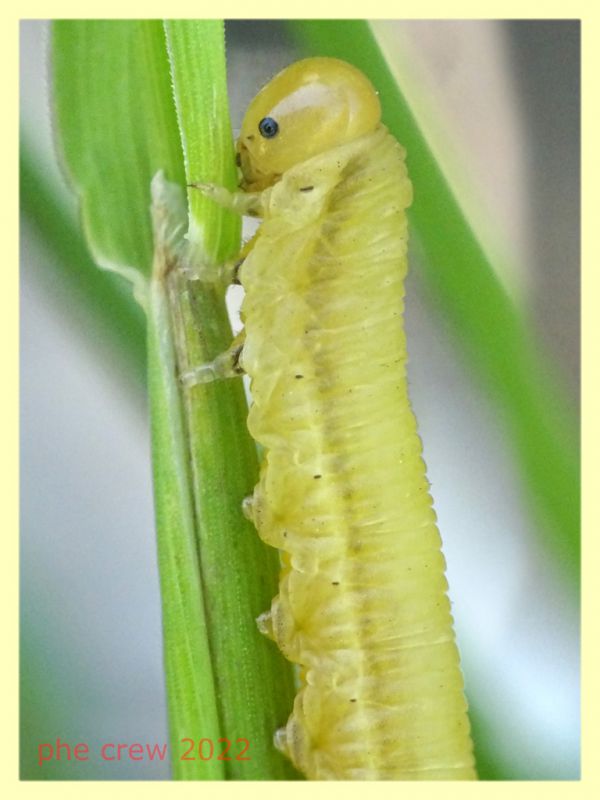 larva Ten. 8.7.2022  - Trepalle - Sondrio circa 2100 m. s.l.m. - (2).JPG