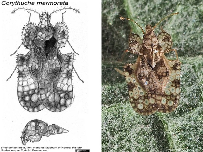 Confronto_Corythucha_marmorata_con_esemplare_rilevato.jpg