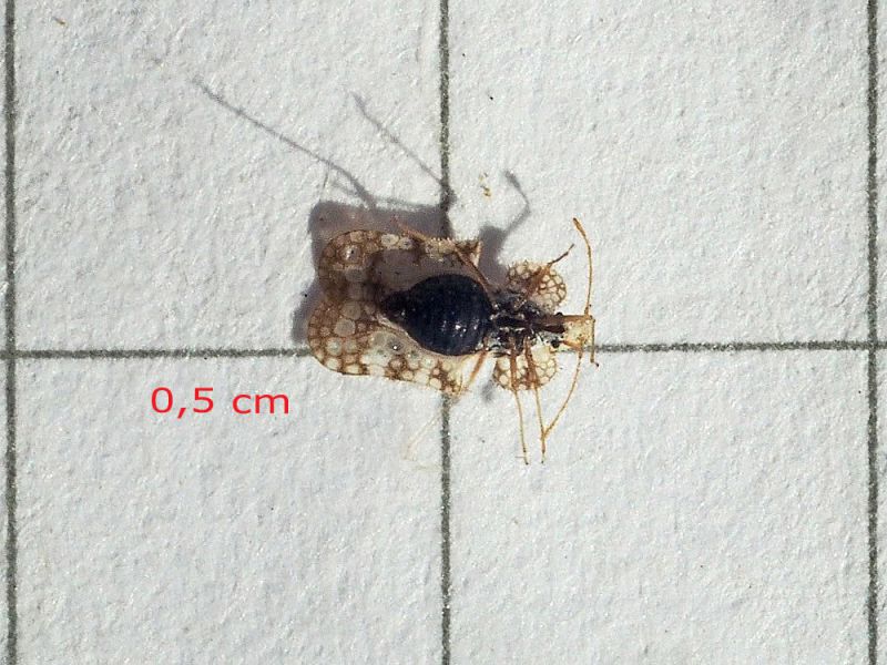 Tingidae_Corythucha_sp_ adulto_1_misura_Arctium_sp.jpg