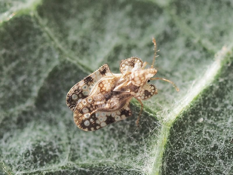 Tingidae_Corythucha_sp_ adulto_1_Arctium_sp (5).jpg