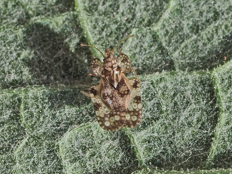 Tingidae_Corythucha_sp_ adulto_1_Arctium_sp (6).jpg