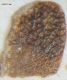 ColeopteraElytra_Alectorisrufa_Food.JPG