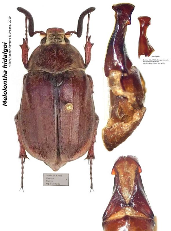 Euranoxia valida Semenov, 1890.jpg