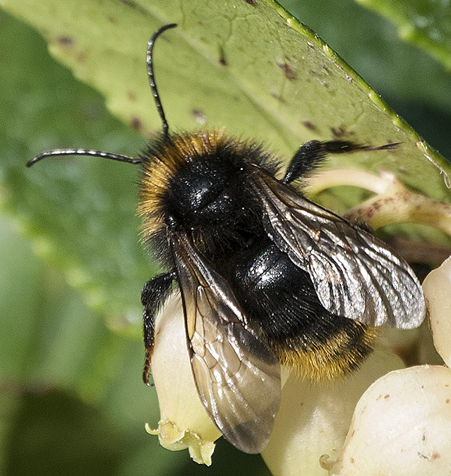 Psithyrus campestris 30.jpg