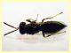 Torymidae 4 mm. - Anzio 1.11.2022 -  (9).JPG