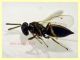 Torymidae 4 mm. - Anzio 1.11.2022 -  (1).JPG