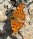 IMG_6979 Polygonia egea forum.jpg