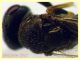 Torymidae 4 mm. - Anzio 1.11.2022 -  (6).JPG