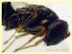 Torymidae 4 mm. - Anzio 1.11.2022 -  (8).JPG