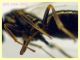 Torymidae 4 mm. - Anzio 1.11.2022 -  (2).JPG