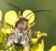 Apidae 02.jpg