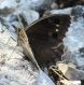 IMG_7174 Satyrus ferula forum.jpg