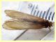Trichoptera morto - lunghezza ala 13 mm. - Trepalle - Sondrio circa 2100 m. s.l.m. - 5.7.2022 - (9).JPG