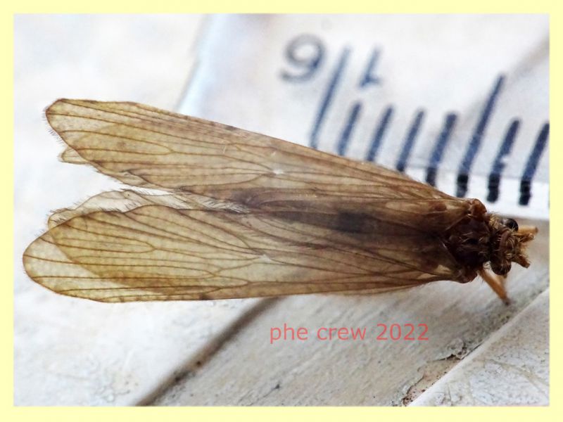 Trichoptera morto - lunghezza ala 13 mm. - Trepalle - Sondrio circa 2100 m. s.l.m. - 5.7.2022 - (9).JPG