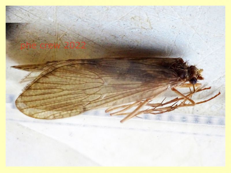 Trichoptera morto - lunghezza ala 13 mm. - Trepalle - Sondrio circa 2100 m. s.l.m. - 5.7.2022 - (1).JPG