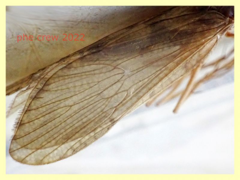 Trichoptera morto - lunghezza ala 13 mm. - Trepalle - Sondrio circa 2100 m. s.l.m. - 5.7.2022 - (4).JPG