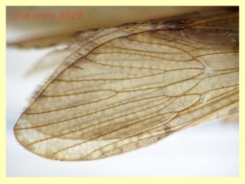 Trichoptera morto - lunghezza ala 13 mm. - Trepalle - Sondrio circa 2100 m. s.l.m. - 5.7.2022 - (3).JPG