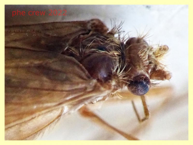 Trichoptera morto - lunghezza ala 13 mm. - Trepalle - Sondrio circa 2100 m. s.l.m. - 5.7.2022 - (2).JPG