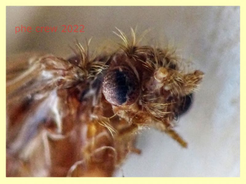Trichoptera morto - lunghezza ala 13 mm. - Trepalle - Sondrio circa 2100 m. s.l.m. - 5.7.2022 - (6).JPG