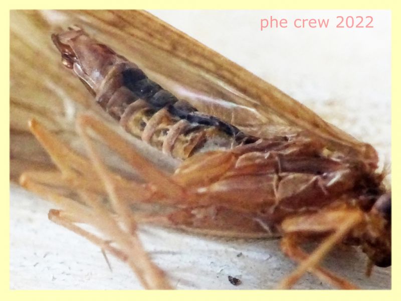 Trichoptera morto - lunghezza ala 13 mm. - Trepalle - Sondrio circa 2100 m. s.l.m. - 5.7.2022 - (5).JPG