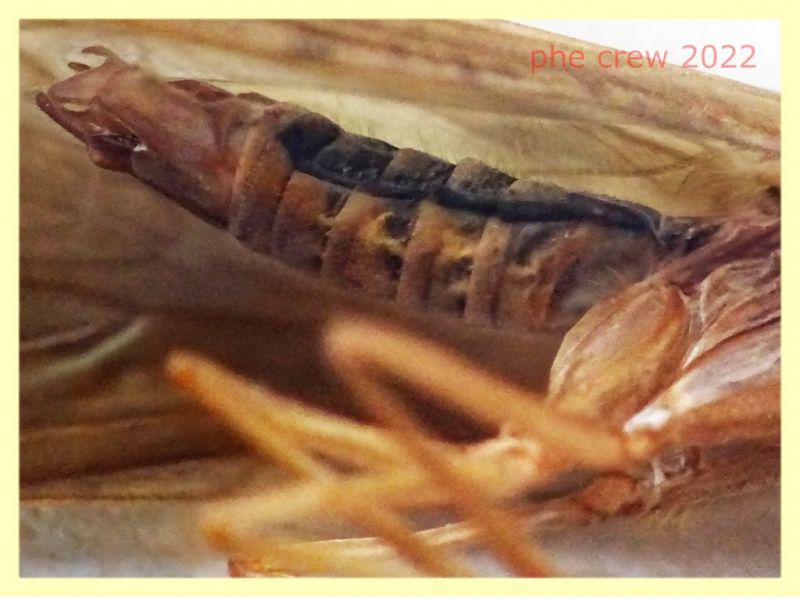 Trichoptera morto - lunghezza ala 13 mm. - Trepalle - Sondrio circa 2100 m. s.l.m. - 5.7.2022 - (10).JPG
