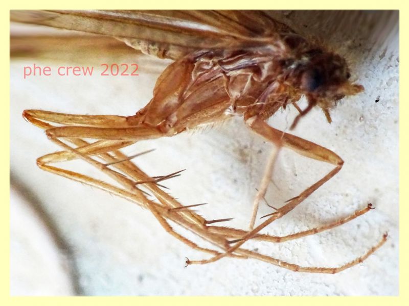 Trichoptera morto - lunghezza ala 13 mm. - Trepalle - Sondrio circa 2100 m. s.l.m. - 5.7.2022 - (8).JPG