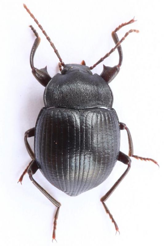 Tenebrionidae-small.JPG